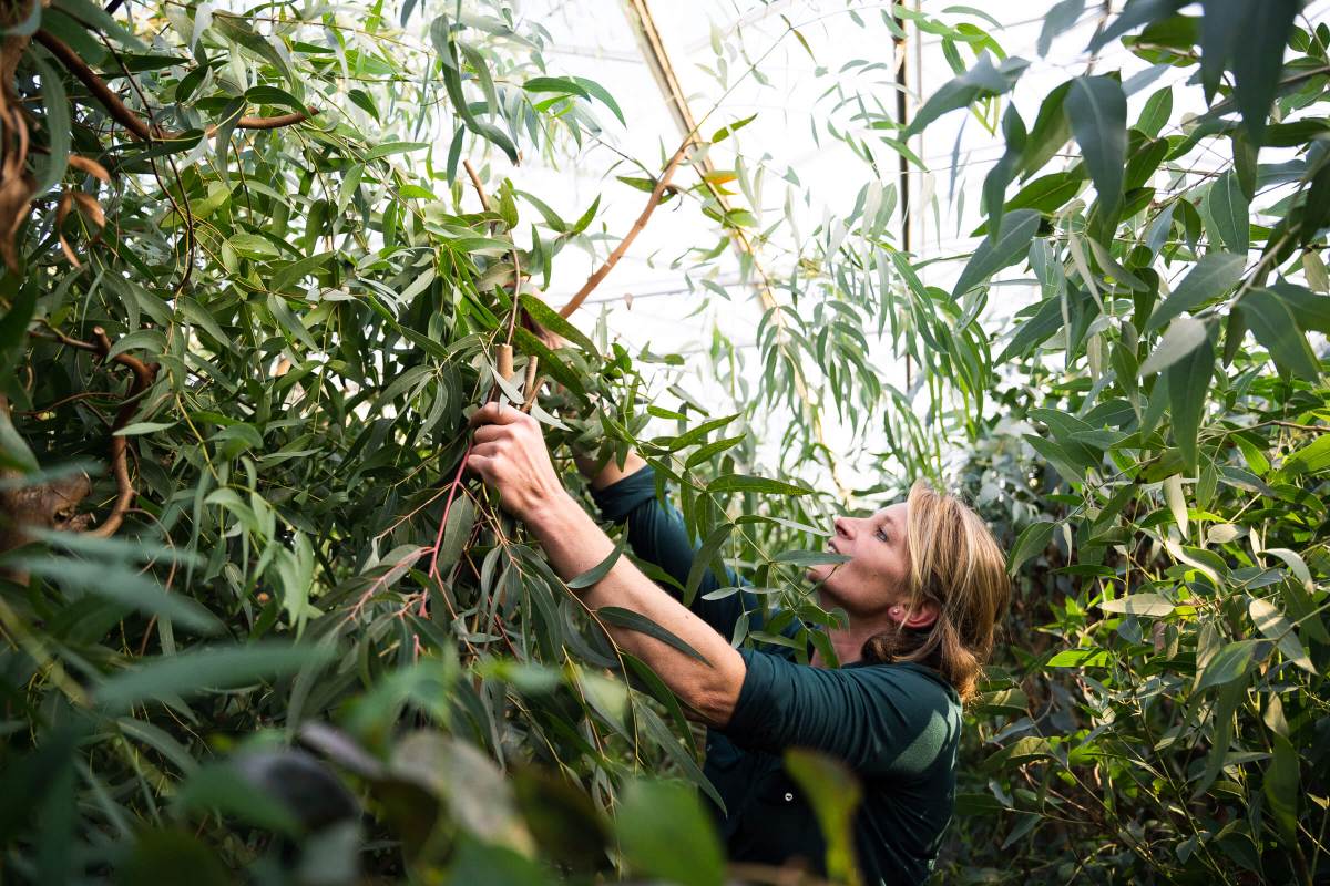 Westside Eucalyptusfarm